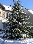 sapin Mairie 2006