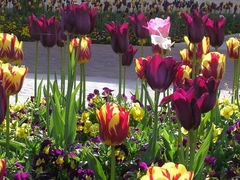 tulipes Mairie